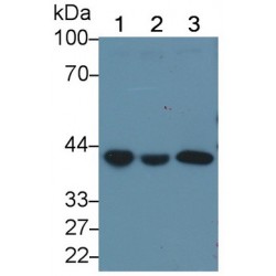 G Protein Alpha Z (GNaZ) Antibody