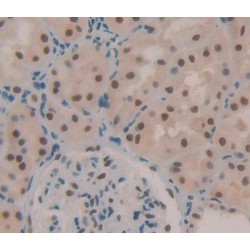 Transcription Elongation Factor A1 (TCEA1) Antibody