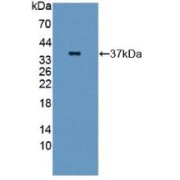 Western blot analysis of recombinant Human GBP4.