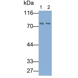 Guanylate Binding Protein 4 (GBP4) Antibody