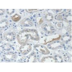 Signal Transducing Adaptor Molecule 2 (STAM2) Antibody