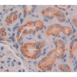 NPC Intracellular Cholesterol Transporter 2 (NPC2) Antibody