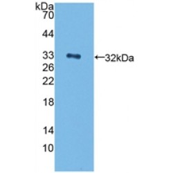 V-Erb A Erythroblastic Leukemia Viral Oncogene Homolog 4 (ErbB4) Antibody