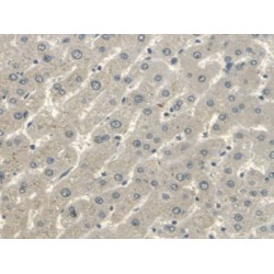 V-Erb A Erythroblastic Leukemia Viral Oncogene Homolog 4 (ErbB4) Antibody