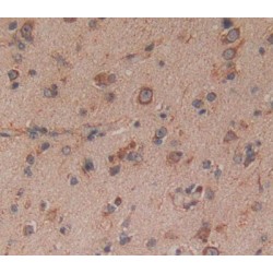 14-3-3 Protein Theta (YWHAQ) Antibody