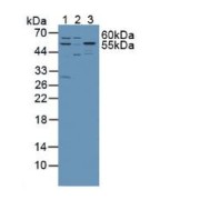 Western blot analysis of (1) Mouse Liver Tissue, (2) Mouse Lung Tissue, (3) Mouse Brain Tissue and (4) Human Jurkat Cells.