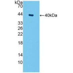 Serine Palmitoyltransferase, Long Chain Base Subunit 1 (SPTLC1) Antibody