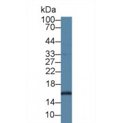 Western blot analysis of Pig Liver lysate, using Human SUMO2 Antibody (1 µg/ml) and HRP-conjugated Goat Anti-Rabbit antibody (<a href="https://www.abbexa.com/index.php?route=product/search&amp;search=abx400043" target="_blank">abx400043</a>, 0.2 µg/ml).