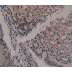 Heart And Neural Crest Derivatives Expressed Protein 1 (HAND1) Antibody