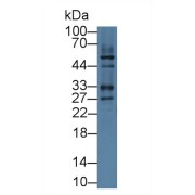 Western blot analysis of Mouse Heart lysate, using Human ILK Antibody (1 µg/ml) and HRP-conjugated Goat Anti-Rabbit antibody (<a href="https://www.abbexa.com/index.php?route=product/search&amp;search=abx400043" target="_blank">abx400043</a>, 0.2 µg/ml).