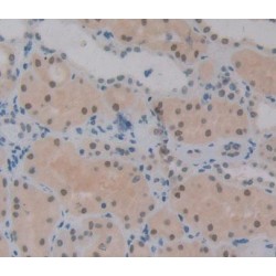 Phosphatidylserine Receptor (PSR) Antibody