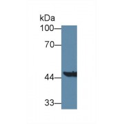 Western blot analysis of Mouse Liver lysate, using Mouse AADAT Antibody (1 µg/ml) and HRP-conjugated Goat Anti-Rabbit antibody (<a href="https://www.abbexa.com/index.php?route=product/search&amp;search=abx400043" target="_blank">abx400043</a>, 0.2 µg/ml).
