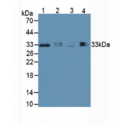 Western blot analysis of (1) Human Lung Tissue, (2) Human Hepg2 Cells, (3) Human 293T Cells and (4) Porcine Lymph Node Tissue.