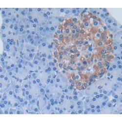 Kringle Containing Transmembrane Protein 1 (KREMEN1) Antibody
