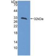 Western blot analysis of recombinant Rat LCT.
