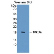 Western blot analysis of the recombinant protein.