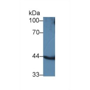 abx131256