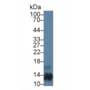 Western blot analysis of Mouse Kidney lysate, using Human PP13 Antibody (5 µg/ml) and HRP-conjugated Goat Anti-Rabbit antibody (<a href="https://www.abbexa.com/index.php?route=product/search&amp;search=abx400043" target="_blank">abx400043</a>, 0.2 µg/ml).