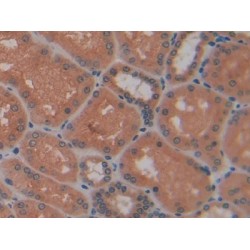 Placental Protein 13 (PP13) Antibody