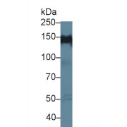 Western blot analysis of Human HeLa cell lysate, using Human PPFIA1 Antibody (1 µg/ml) and HRP-conjugated Goat Anti-Rabbit antibody (<a href="https://www.abbexa.com/index.php?route=product/search&amp;search=abx400043" target="_blank">abx400043</a>, 0.2 µg/ml).