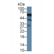 abx131275