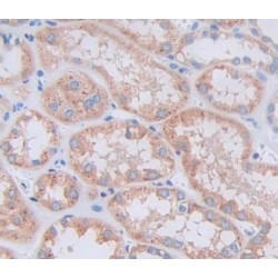 Renalase (RNLS) Antibody