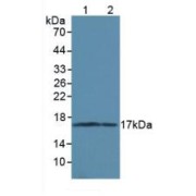 Western blot analysis of (1) Rat Brain Tissue and (2) Mouse Brain Tissue.