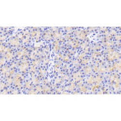 Endothelial Differentiation-Related Factor 1 (EDF1) Antibody
