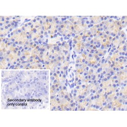 Endothelial Differentiation-Related Factor 1 (EDF1) Antibody