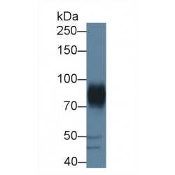 A Disintegrin And Metalloprotease 22 (ADAM22) Antibody