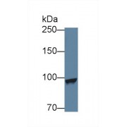 Western blot analysis of Human HepG2 cell lysate, using Mouse MARS Antibody (1 µg/ml) and HRP-conjugated Goat Anti-Rabbit antibody (<a href="https://www.abbexa.com/index.php?route=product/search&amp;search=abx400043" target="_blank">abx400043</a>, 0.2 µg/ml).
