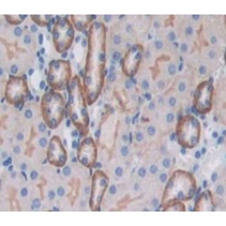 Sialomucin Core Protein 24 (CD164) Antibody