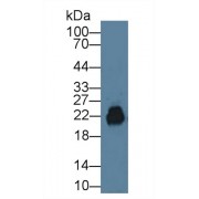 Western blot analysis of Mouse Testis lysate, using Mouse CD99 Antibody (1 µg/ml) and HRP-conjugated Goat Anti-Rabbit antibody (<a href="https://www.abbexa.com/index.php?route=product/search&amp;search=abx400043" target="_blank">abx400043</a>, 0.2 µg/ml).