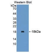 Western blot analysis of the recombinant protein.