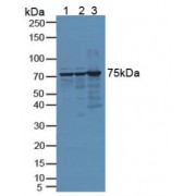 Western blot analysis of (1) Human HeLa cells, (2) Human 293T Cells and (3) Mouse Testis Tissue.