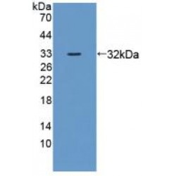 Zuotin Related Factor 1 (ZRF1) Antibody