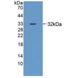 Zuotin Related Factor 1 (ZRF1) Antibody