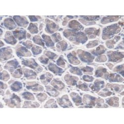 Zuotin Related Factor 1 (ZRF1) Antibody