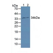 Western blot analysis of (1) Human MCF-7 Cells and (2) Human HepG2 Cells.