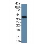 Western blot analysis of Pig Liver lysate, using Human ND1 Antibody (3 µg/ml) and HRP-conjugated Goat Anti-Rabbit antibody (<a href="https://www.abbexa.com/index.php?route=product/search&amp;search=abx400043" target="_blank">abx400043</a>, 0.2 µg/ml).