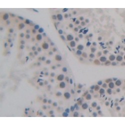 Nucleosome Assembly Protein 1 Like Protein 1 (NAP1L1) Antibody