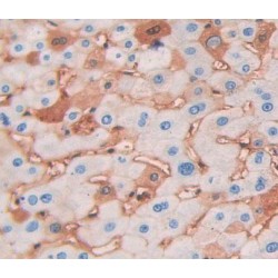 Alpha-Soluble NSF Attachment Protein (NAPA) Antibody