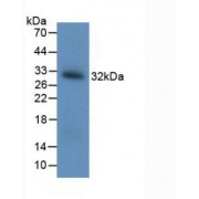 Western blot analysis of recombinant BDNF.