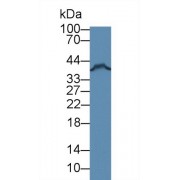 Western blot analysis of Human MCF7 cell lysate, using Mouse FKBPL Antibody (3 µg/ml) and HRP-conjugated Goat Anti-Rabbit antibody (<a href="https://www.abbexa.com/index.php?route=product/search&amp;search=abx400043" target="_blank">abx400043</a>, 0.2 µg/ml).