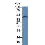 Western blot analysis of Human MCF7 cell lysate, using Mouse FKBPL Antibody (3 µg/ml) and HRP-conjugated Goat Anti-Rabbit antibody (<a href="https://www.abbexa.com/index.php?route=product/search&amp;search=abx400043" target="_blank">abx400043</a>, 0.2 µg/ml).