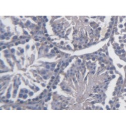 FK506 Binding Protein Like Protein (FKBPL) Antibody