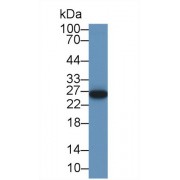 Western blot analysis of Pig Kidney lysate, using Human SHP Antibody (1 µg/ml) and HRP-conjugated Goat Anti-Rabbit antibody (<a href="https://www.abbexa.com/index.php?route=product/search&amp;search=abx400043" target="_blank">abx400043</a>, 0.2 µg/ml).