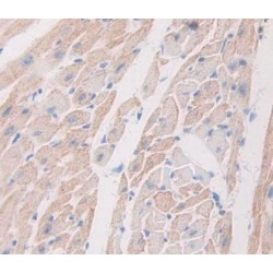 N-Terminal Pro-Atrial Natriuretic Peptide (NT-ProANP) Antibody