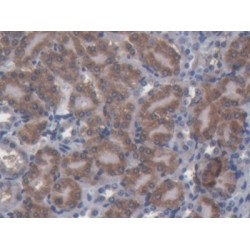 Nucleobindin 1 (NUCB1) Antibody