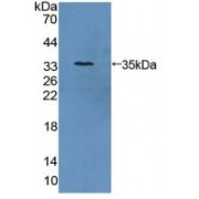 Western blot analysis of recombinant Human AZIN1.